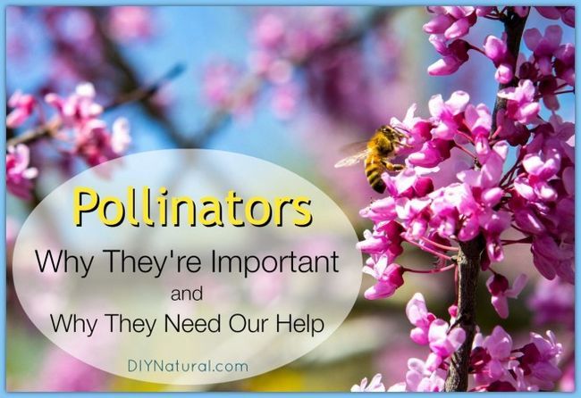 Pourquoi pollinisateurs sont importants et comment nous pouvons aider