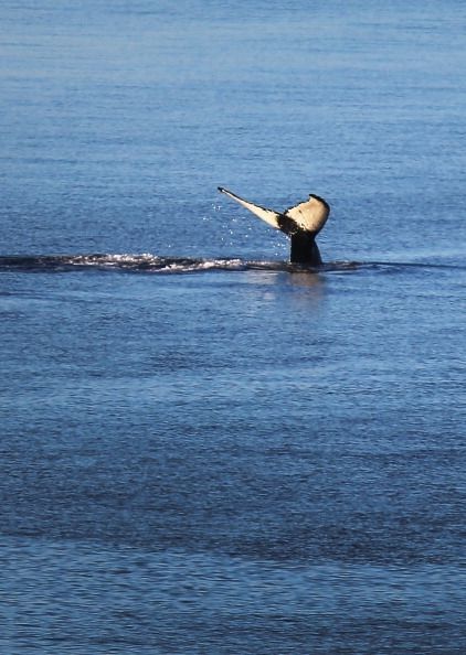 Serons nous devons notre longue vie aux baleines?