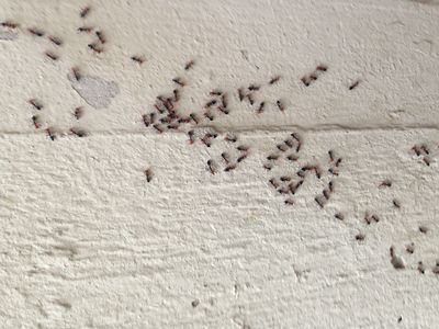 dissuader les fourmis