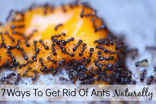 7 façons de se débarrasser des fourmis naturellement