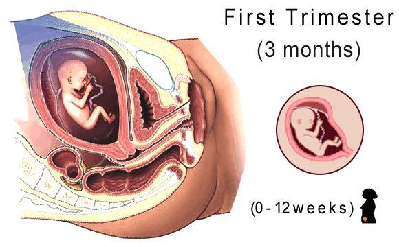 A propos de Baby's development - The first trimester (first three months)
