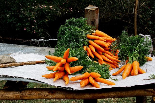 conseils de carotte