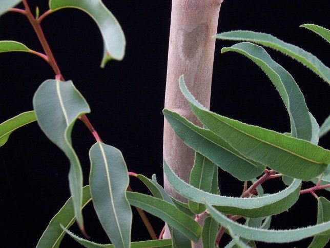 Les feuilles d'eucalyptus et bienfaits pour la santé