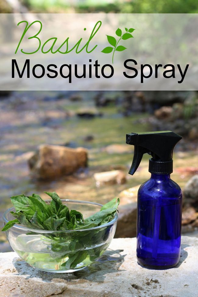Comment faire un spray à base de plantes pour fuir les moustiques! Juste de basilic, de l'eau et de la vodka. L'huile essentielle de basilic peut être ajoutée, aussi, si vous avez sous la main.