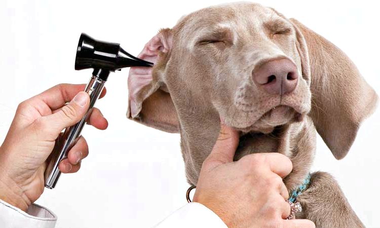 13 Accueil recours pour Dog Ear Infection