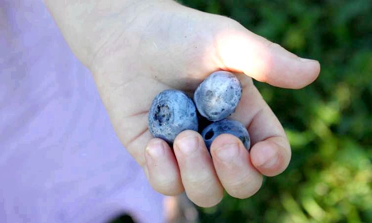 16 Services de santé de Blueberry