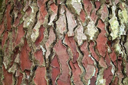 Pine Tree Bark pour varices