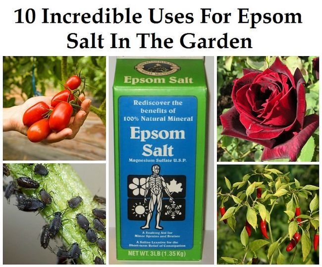 10 utilisations incroyables pour le sel d'Epsom dans le jardin