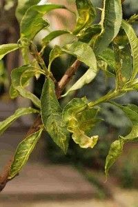 Empêcher l'enroulement des feuilles avec le sel d'Epsom