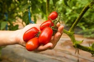 Pousser des tomates plus savoureuses avec le sel d'Epsom