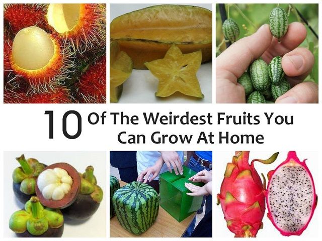 10 Parmi les plus étranges fruits que vous pouvez faire pousser à la maison