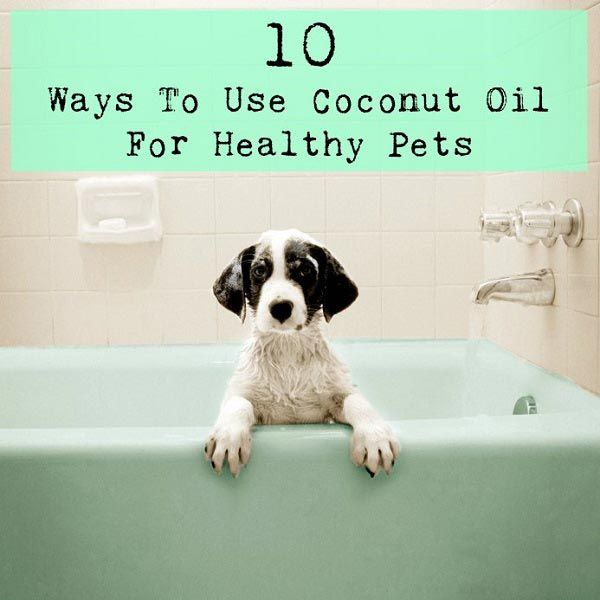 10 façons d'utiliser l'huile de noix de coco pour améliorer vos chiens (et autres animaux) la santé