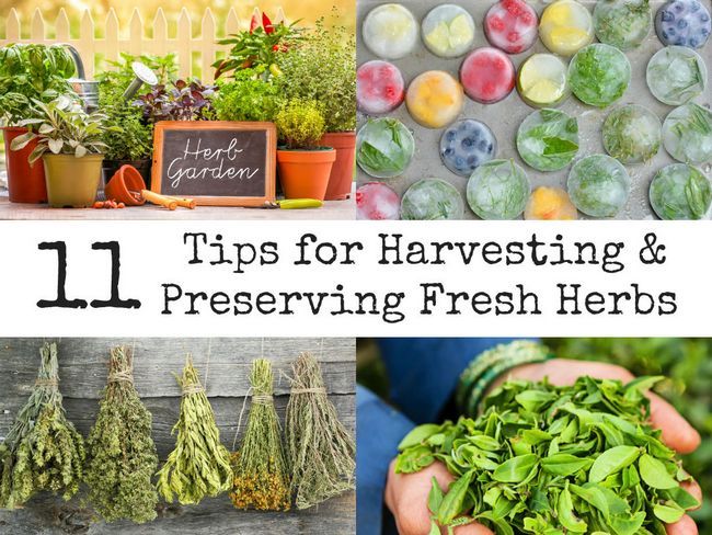 11 conseils pour la récolte et la sauvegarde des herbes fraîches