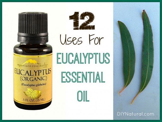 Eucalyptus utilisations des huiles essentielles