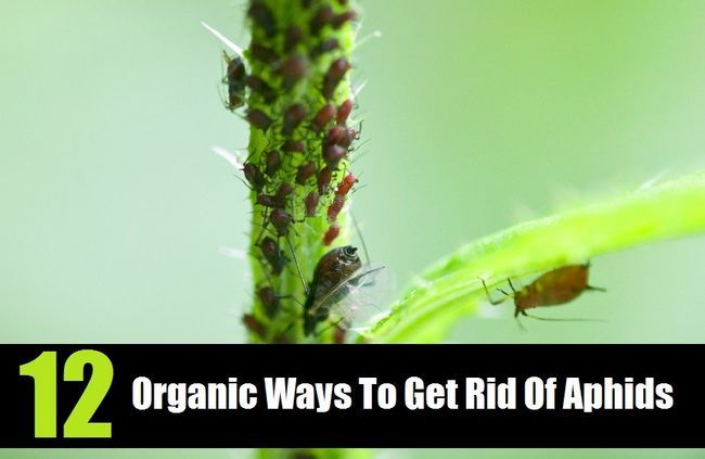 12 façons organiques pour se débarrasser des pucerons