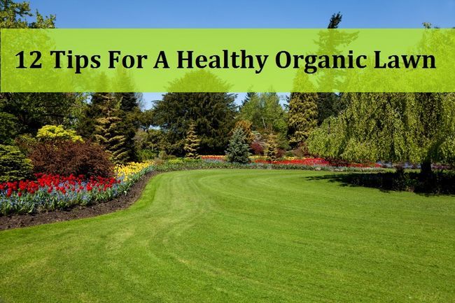 12 Conseils pour une pelouse saine et bio