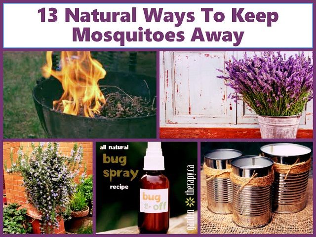 13 façons naturelles pour éloigner les moustiques