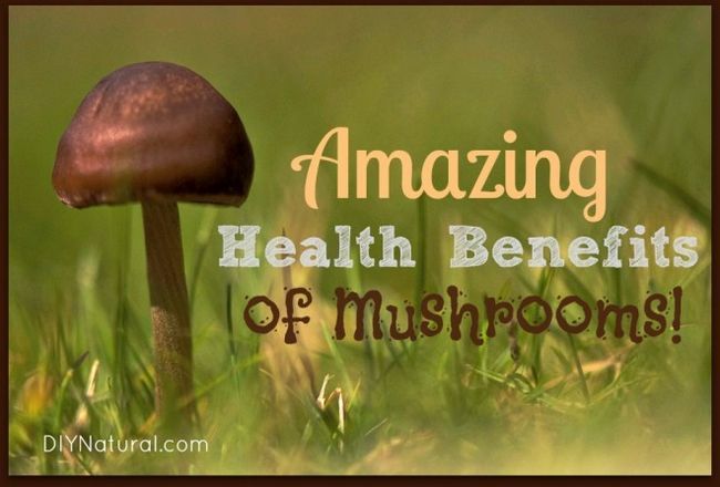 Bienfaits pour la santé de champignons