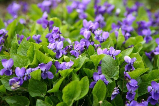 Violettes sauvages Viola