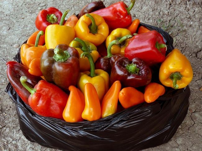 20 meilleurs fruits, légumes & amp; Herbes de croître dans des conteneurs pour une réserve inépuisable de nourriture gratuite