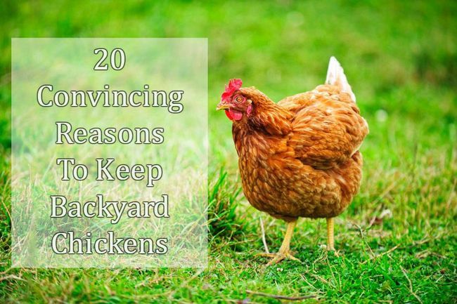 20 raisons convaincantes pour garder les poulets de basse-cour