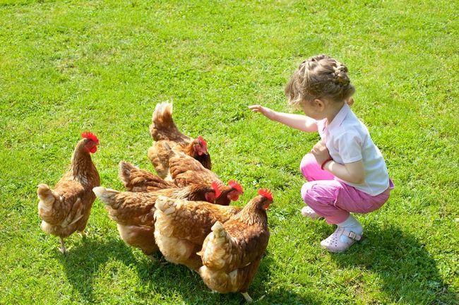 20 raisons convaincantes pour garder les poulets de basse-cour