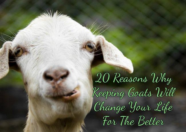 20 raisons pour lesquelles les chèvres gardant va changer votre vie pour le mieux
