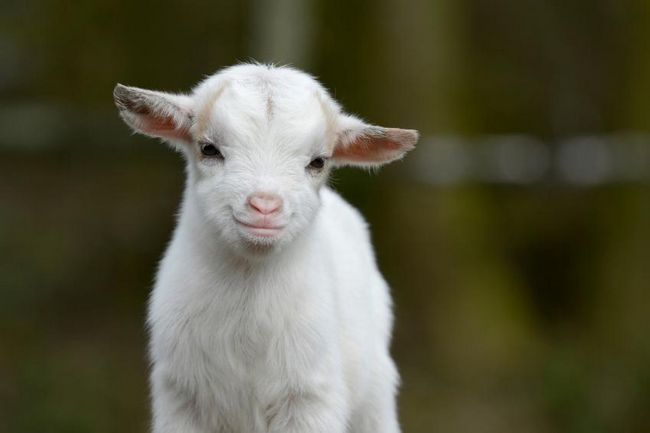 20 raisons pour lesquelles chèvres Garder va changer votre vie pour le mieux
