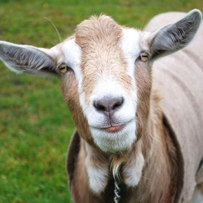 20 raisons pour lesquelles chèvres Garder va changer votre vie pour le mieux