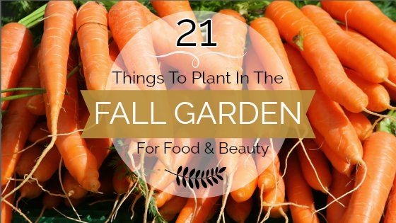 21 choses à planter à l'automne Jardin pour l'alimentation et Beauté 1