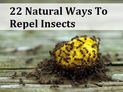 22 façons naturelles pour repousser les insectes