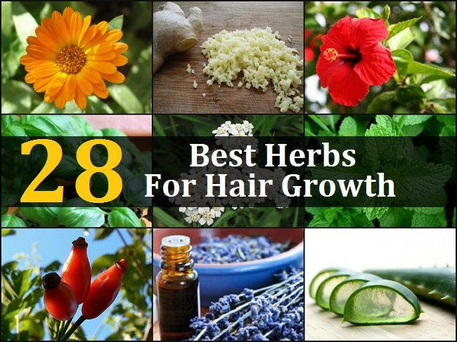 28 meilleures plantes pour la croissance des cheveux