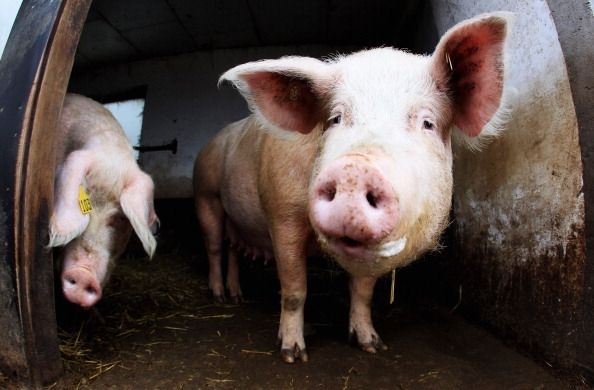 400-Pound cochon sauvé par la police de Detroit