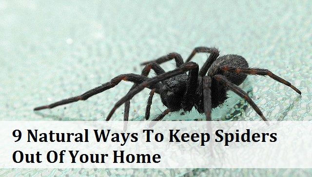 9 façons naturelles de garder araignées hors de votre maison
