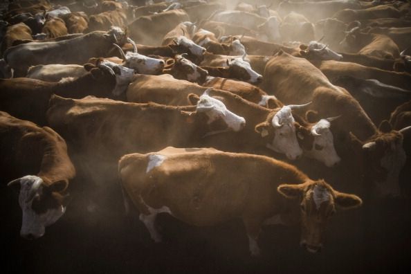 Un cas de maladie de la vache folle vu chez l'animal au Canada