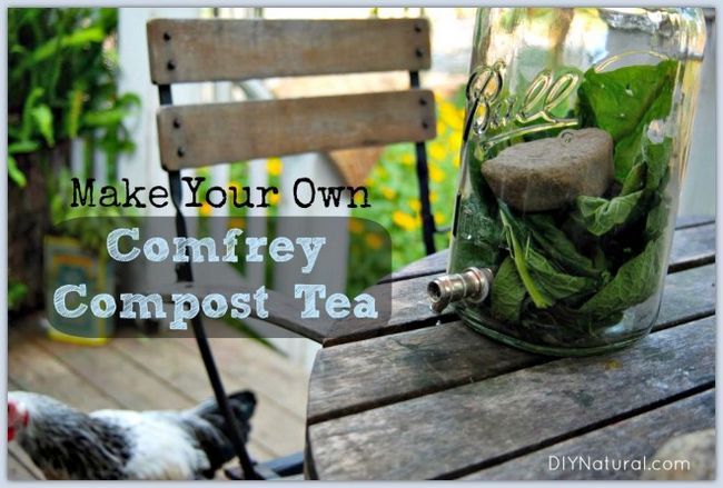 Consoude thé de compost Recette