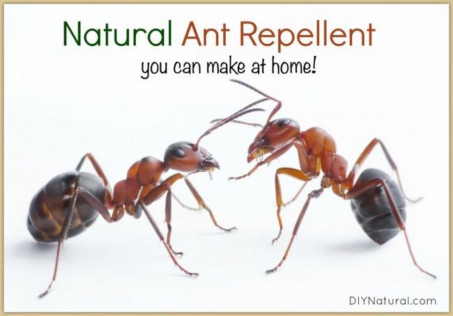 Un spray simple et efficace qui repousse les fourmis naturellement