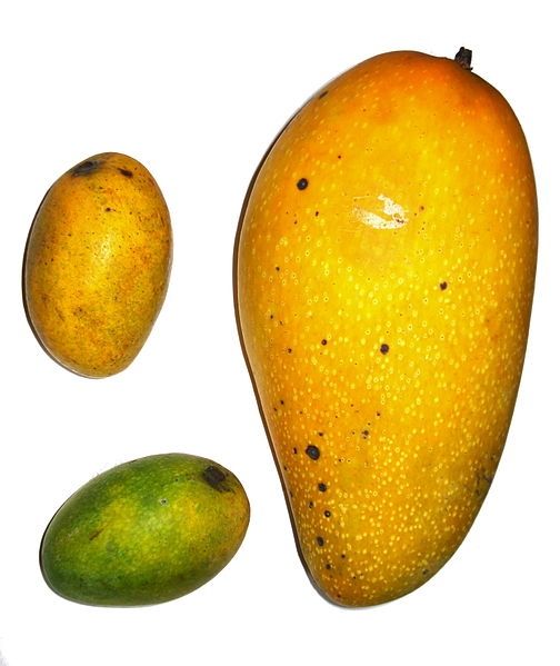 Mangue africaine