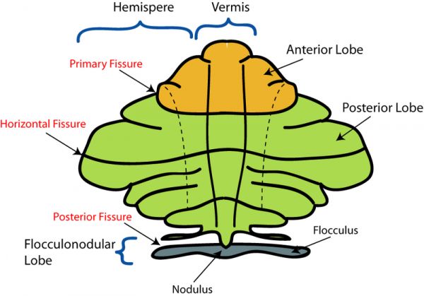 Représentation schématique des grandes divisions anatomiques du cervelet