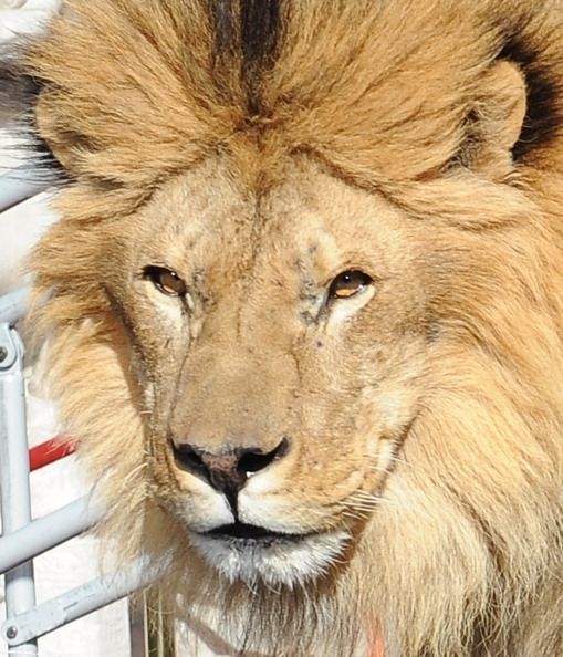 Dentiste américain qui a tué le lion Cecil est «l'homme le plus détesté dans le monde en ce moment