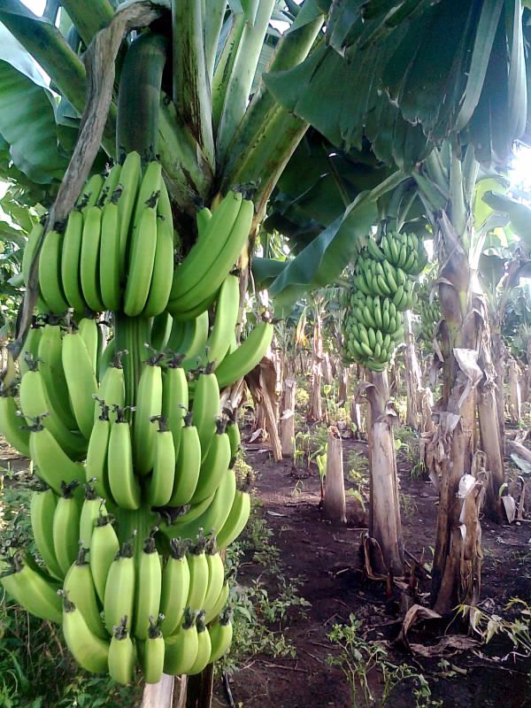 Botanique, la banane appartient à la famille des Musaceae. Fins commerciales en, il est l'une des cultures largement cultivé dans les zones tropicales et subtropicales.