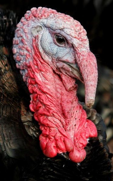 Flambée d'influenza aviaire dans l'Arkansas est responsables de la santé inquiétants