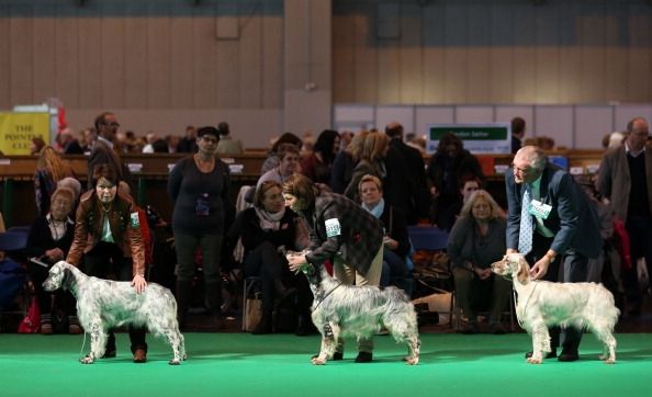 Exposition canine Crufts les hangars de Grande-Bretagne en lumière santé canine