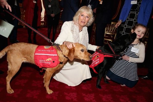 Camilla, duchesse de Cornouailles, avec deux chiens dressés pour détecter le cancer par la détection médicale Chiens.