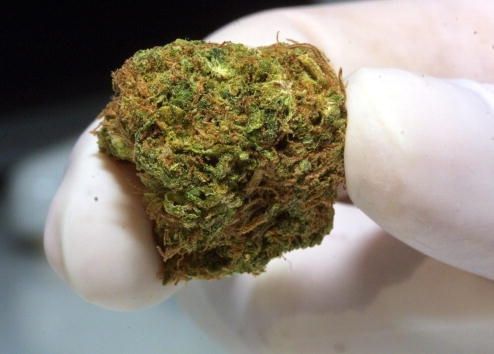 Cannabis cultivé légalement aux Pays-Bas