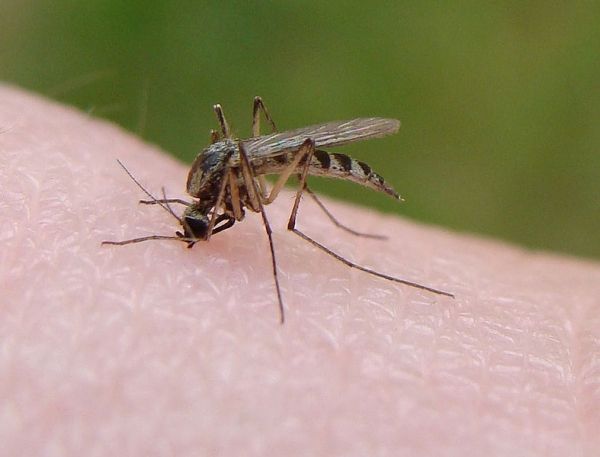 Le changement climatique va apporter des maladies transmises par les insectes en Grande-Bretagne