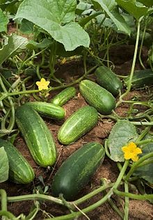 Concombres appartiennent à la même famille comme la pastèque, potiron (les cucurbitacées). Comme la pastèque, les concombres sont faits de surtout de l'eau (95%) avec de nombreuses vitamines et minéraux, selon pro nouvelles de la santé.