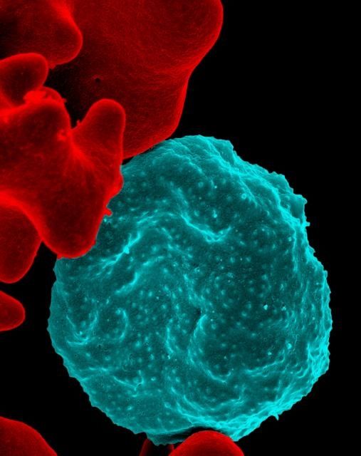 Composé découvert tue les globules rouges infectés par le paludisme dans les 48 heures