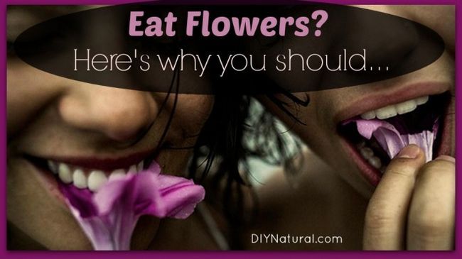 Manger des fleurs pour la santé, la saveur et plus
