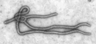Ebola nombre de morts en Afrique passe de 10.000 qui serpente vers le bas